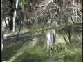Kangaroos Hop, Blue Mountains National Park, Australia