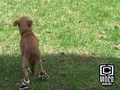 Why Dogs Should Not Wear Shoes