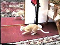 Cat Walks On Two Feet!!