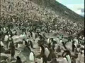 Massive Colony of Adelie Penguins, Antarctica