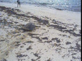 turtle returning to the sea after laying eggs on bird island