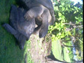 giant tortoises mating on bird island