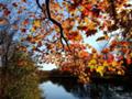 Fall Foliage Pictures 1