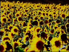 Sunflower Seeds Forever