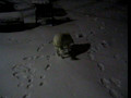 Ice Snow Dawg
