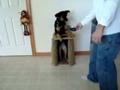 Dog Eats Standing Up