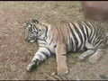 Tiger Cubs Playing