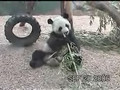 Giant Panda Strips Bamboo