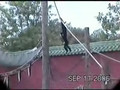 White Cheeked Gibbon - Flying Apes