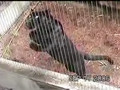 Jailed Jaguar