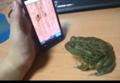 Frog Plays Video Game