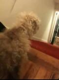 Dog Goes Downstairs With Pants