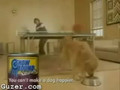 Ping pong dog ad