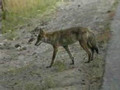Coyote, Yellowstone National Park, Wyoming, USA