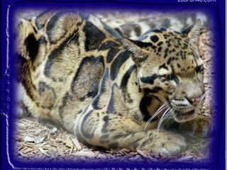 Clouded Leopard Big Cat
