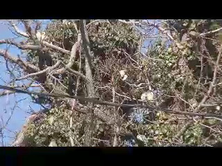 The Wild Quaker Parrots of Edgewater, New Jersey