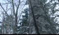 Hokkaido - Furano - Story of a Winter Forest.avi