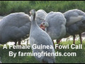 A Female Guinea Fowl Call by farmingfriends.avi