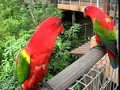 Talking Parrots Video