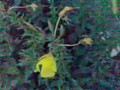 Miracle Flower - Flourishes During Prayer Time.wmv