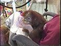 Feeding A Baby Orangutan