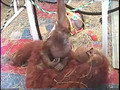 Baby Orangutan Playing