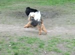 Welsh-Terrier vs. Boney