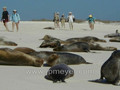 John's slideshow of Espanola Hood Island Gardner Bay Beach, Galapagos Islands