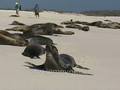 Sea Lions on their beach. Espanola, Hood Gardner Bay Beach, Galapagos Islands
