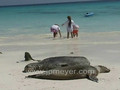 Sea lions, iguanas and children on the beach.  Espanola Gardner Bay Beach, Galapagos Islands