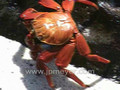 Sally Lightfoot Crabs video.  Espanola Hood Gardner Bay Beach, Galapagos Islands