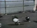 Sesame Street - Doin' the Pigeon