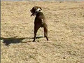 American Pitbull Terrier Jake Playing