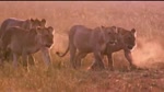  Predator_ Lion vs Cape Buffalo
