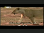 Jaws, Paws & Claws - Lions Behaving Badly