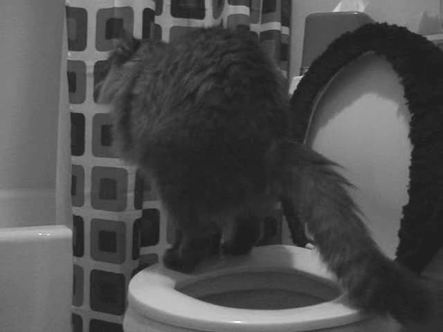 Martin: The Toilet Trained Cat