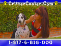 Critter Cooler-For the Dogs