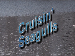 Cruisin' Seagulls