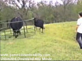 Crazy Videos Fun with Animals