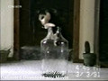 Funny Home Video Clever Cats