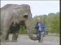 sniffing elephant