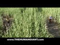 MTV Human Giant: Corn Maze Leak