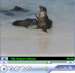 Hungry Sea Lion, Galapagos Islands, Espanola Punta Suarez, Hungry sea lion pup greeting mama!