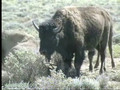 Bison Buffalo 