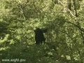 Black Bears 