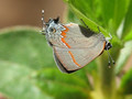 Tails of Red-banded Hairstreak butterfly (Calycopis cecrops)
