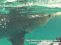 Shark Video from the Bahamas