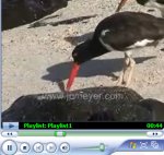 Red billed birds and other cool wildlife, Galapagos Islands, Espanola, Hood, Punta Suarez