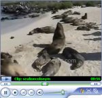 Sea lion colony, Galapagos Islands, Espanola, Hood, Punta Suarez