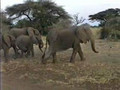 Elephants Parade, On Safari, Serengeti National Park, Tanzania